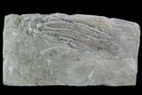Crinoid (Histocrinus) Fossil - Crawfordsville, Indiana #94432-1